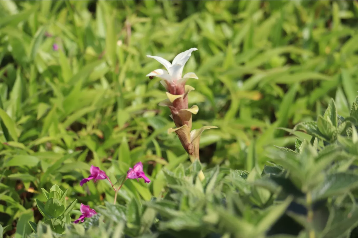 Photo of Kaas Plateau of Flowers By Pradnya Shende