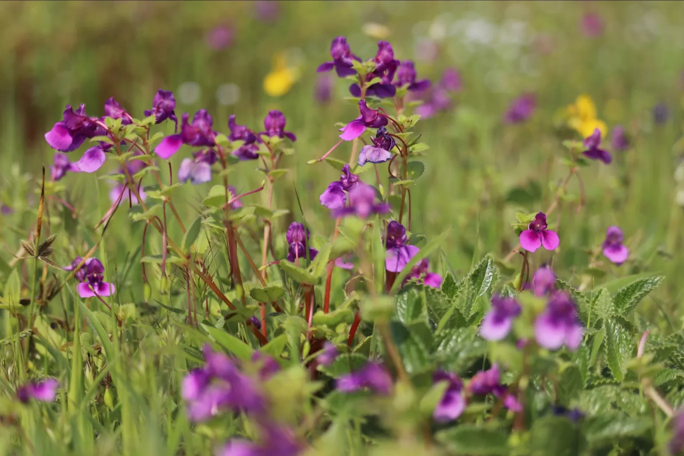 Photo of Kaas Plateau of Flowers By Pradnya Shende