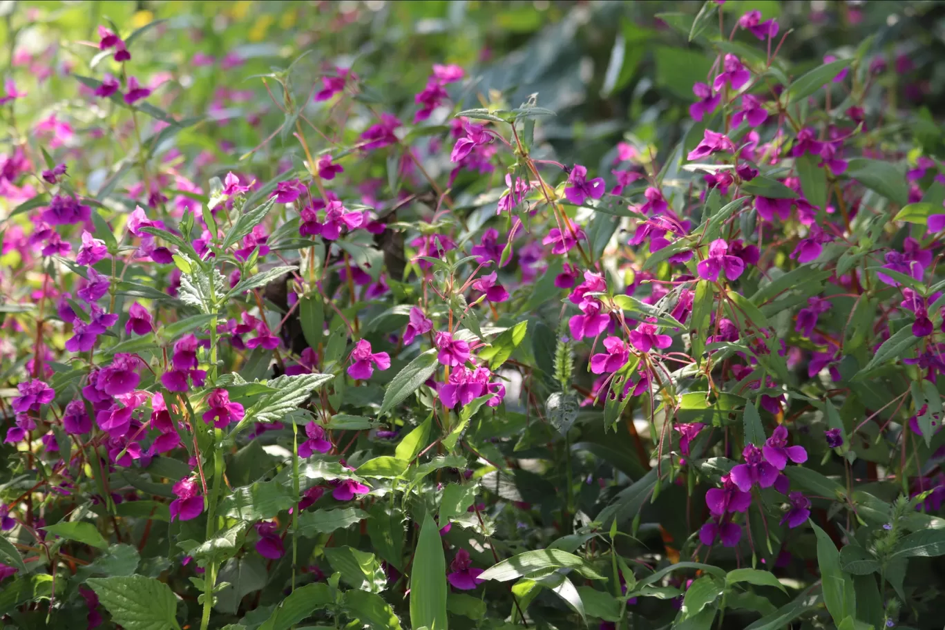 Photo of Kaas Plateau of Flowers By Pradnya Shende