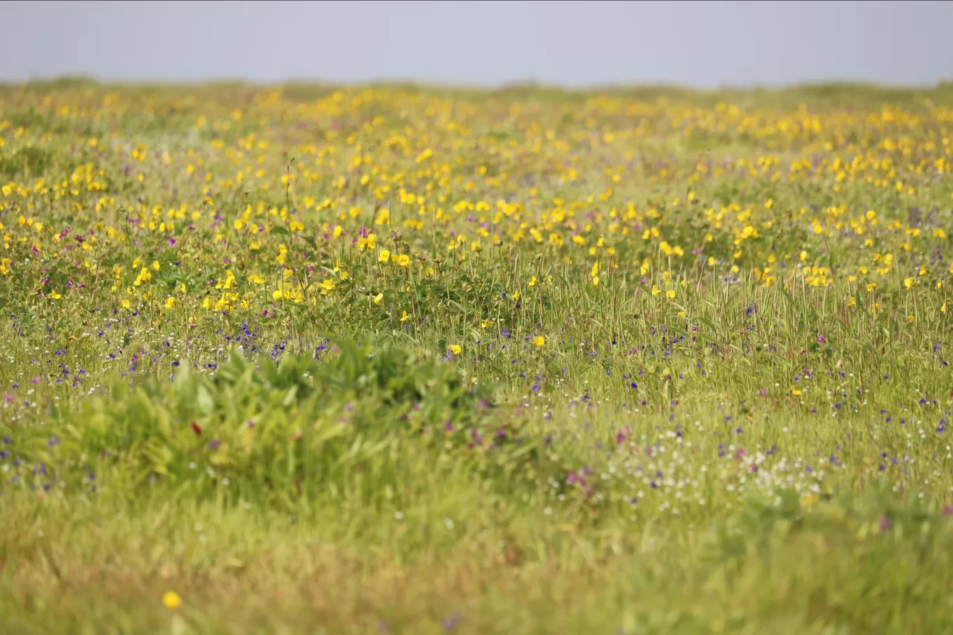 Photo of Kaas Plateau of Flowers By Pradnya Shende