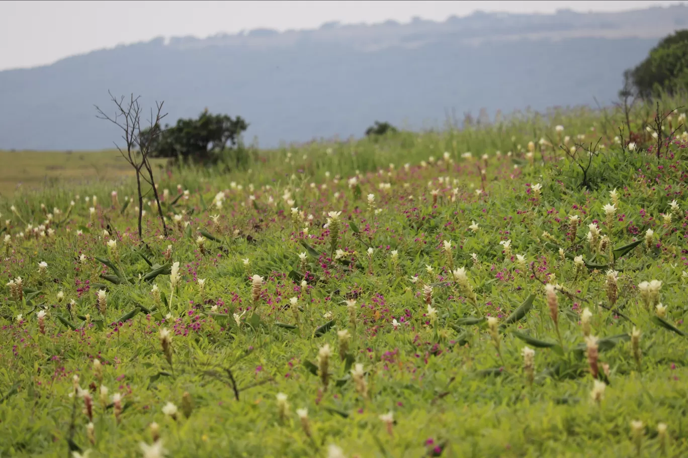 Photo of Kaas Plateau of Flowers By Pradnya Shende