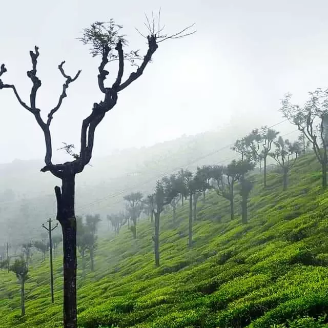 Photo of Bangalore By Pralin Pavithran