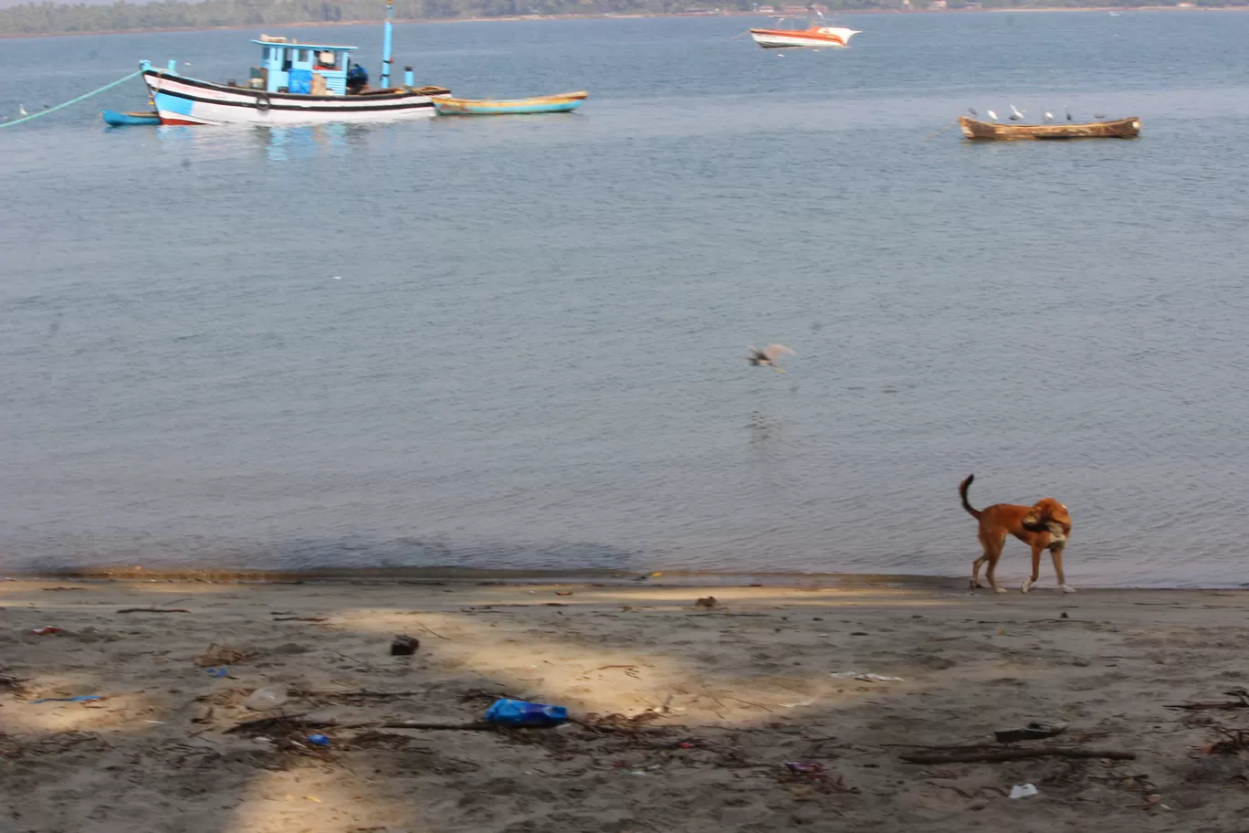 Photo of Chapora Fish Market By Ajit