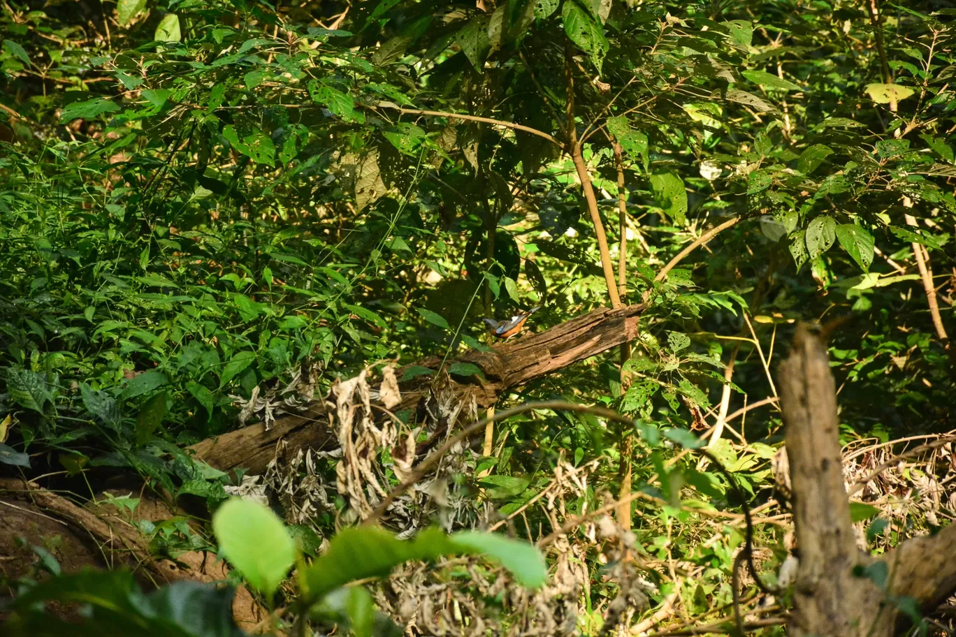 Photo of Dhoni Forest Trek Road By Hrithu Raj