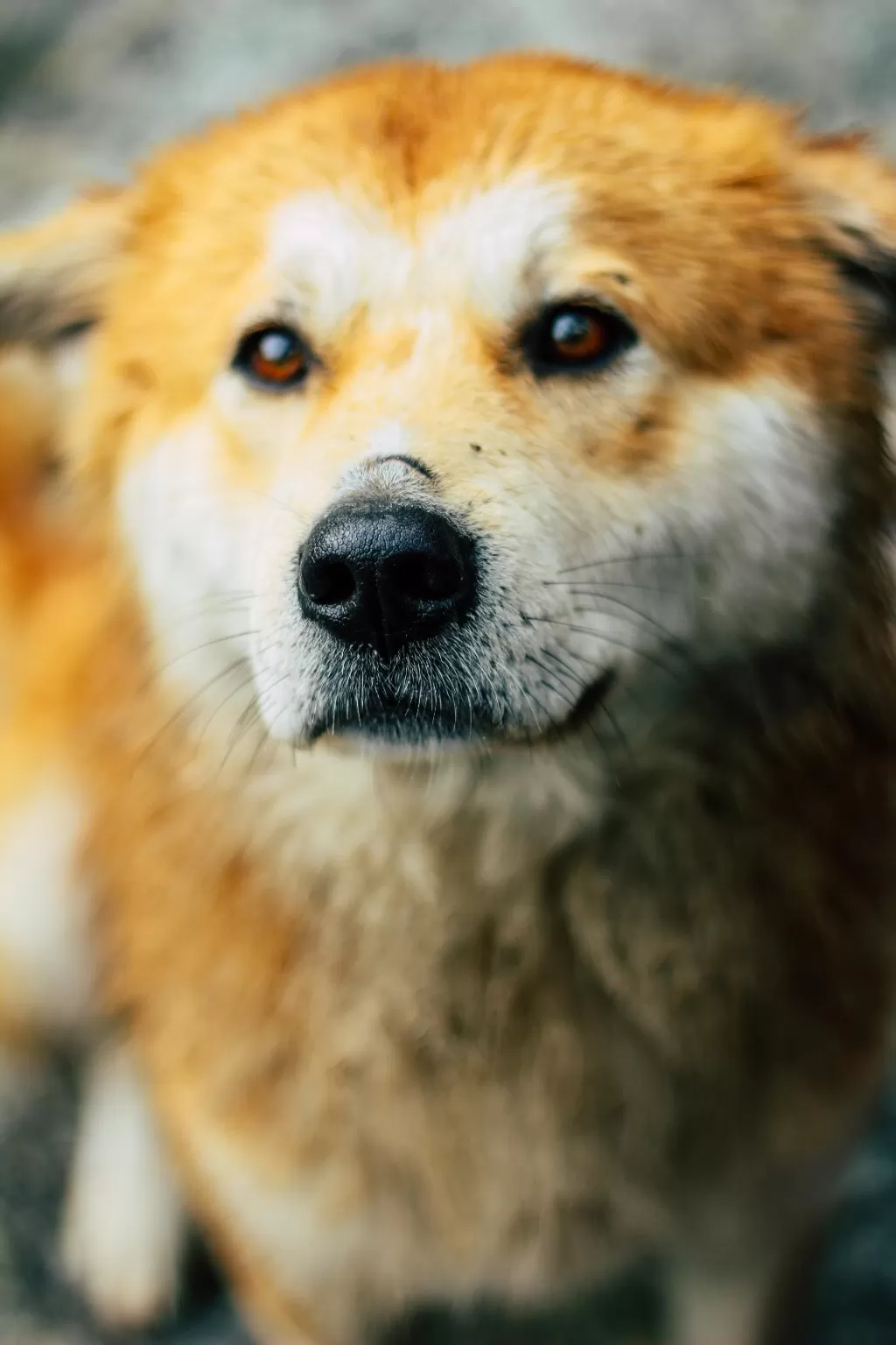 Photo of Kullu By Dhruv Jain