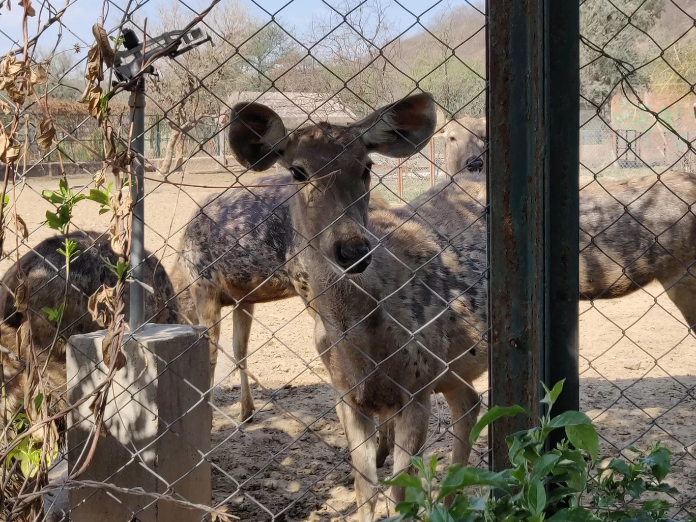 Photo of Nahargarh Biological Park By Rama Krishna