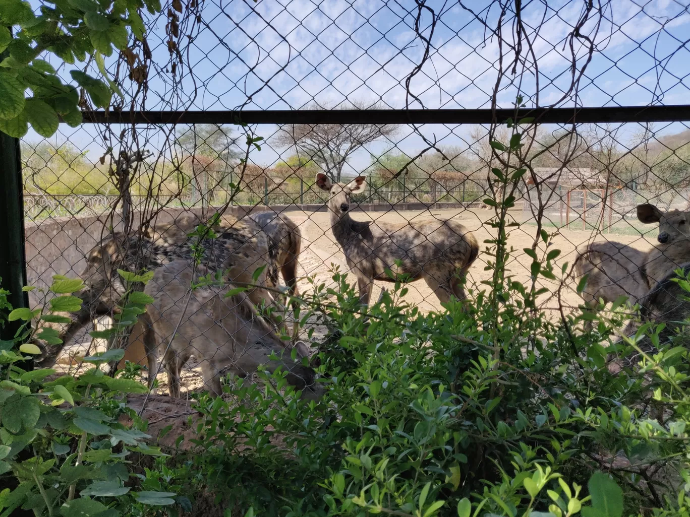 Photo of Nahargarh Biological Park By Rama Krishna