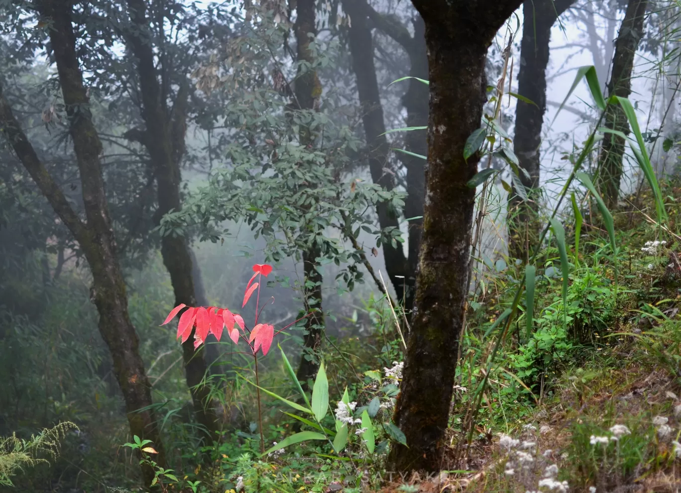 Photo of Sandakhphu By Satyaki Sarkar