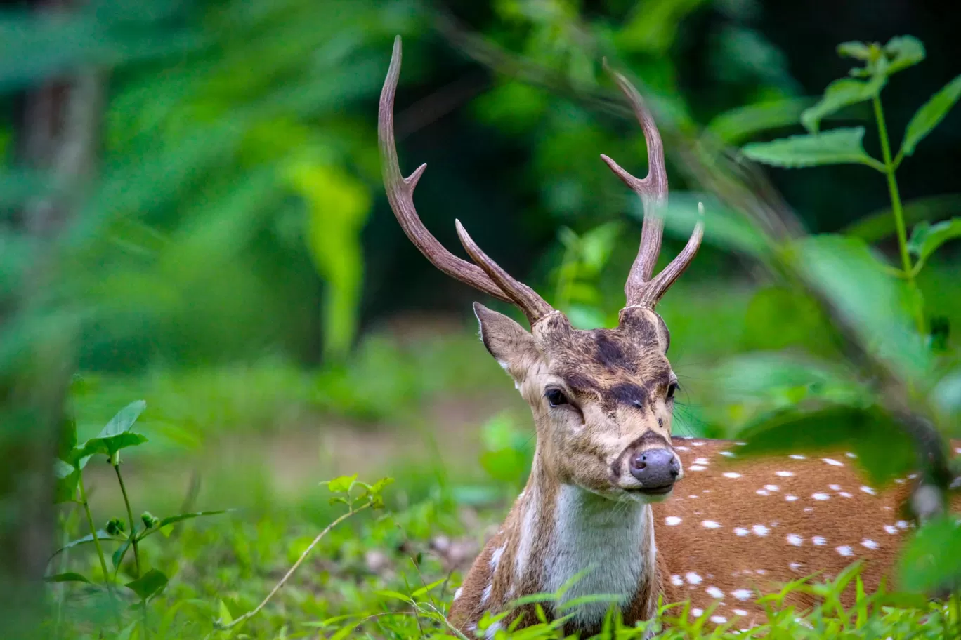 Photo of Parambikulam Tiger Reserve Private Tourism By Rajmohan R