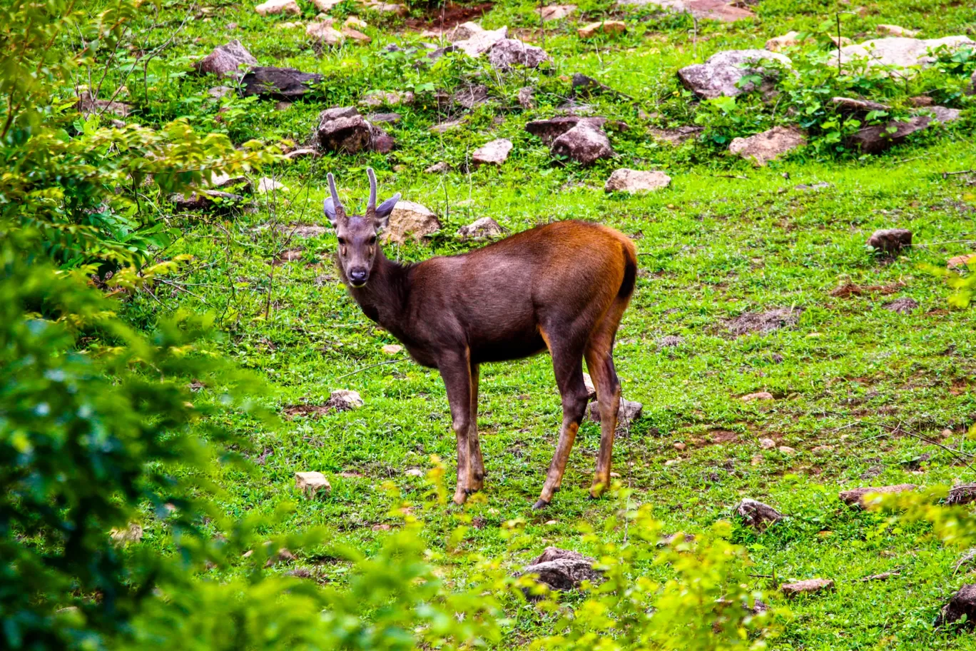 Photo of Parambikulam Tiger Reserve Private Tourism By Rajmohan R