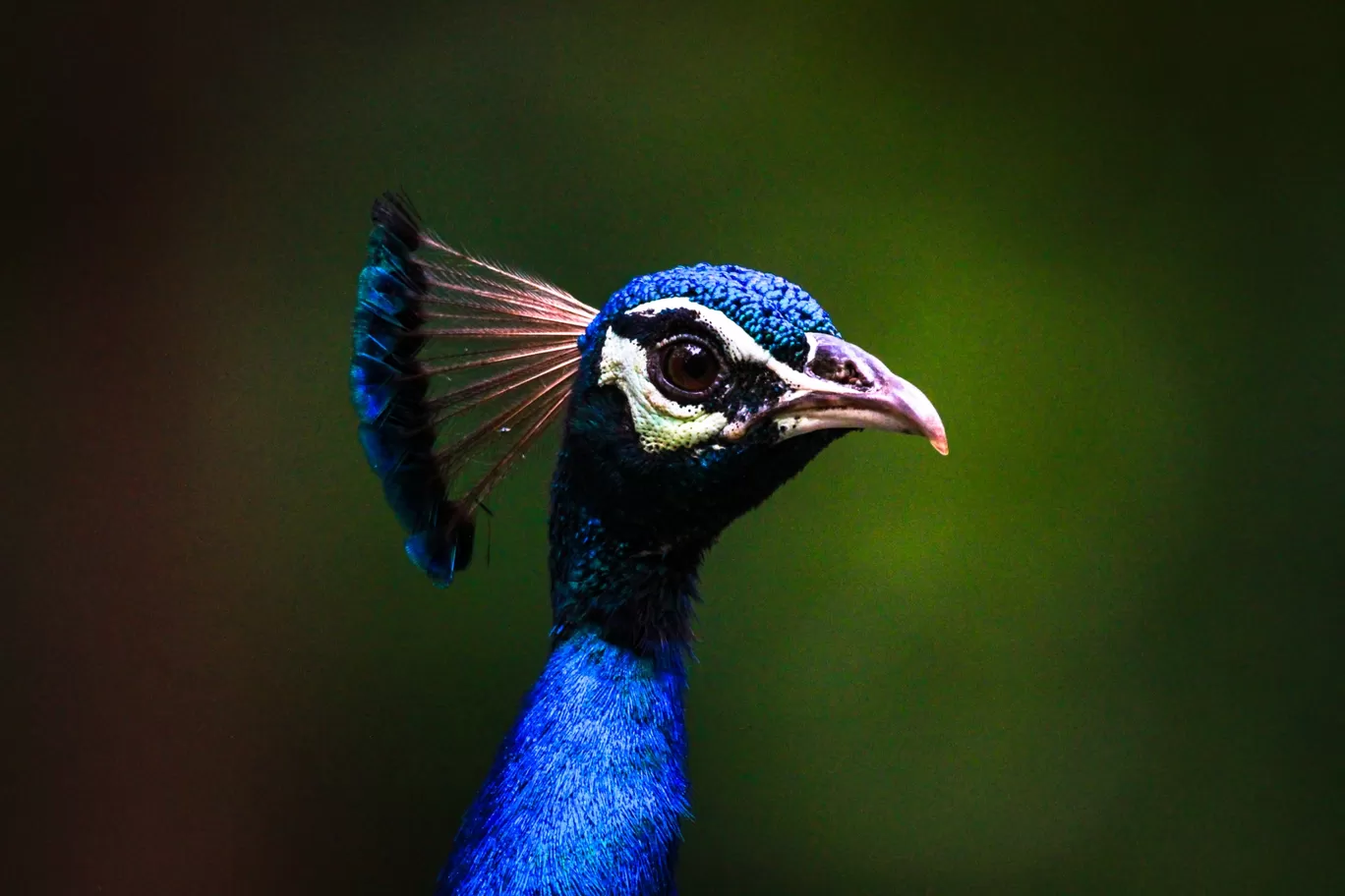 Photo of Parambikulam Tiger Reserve Private Tourism By Rajmohan R