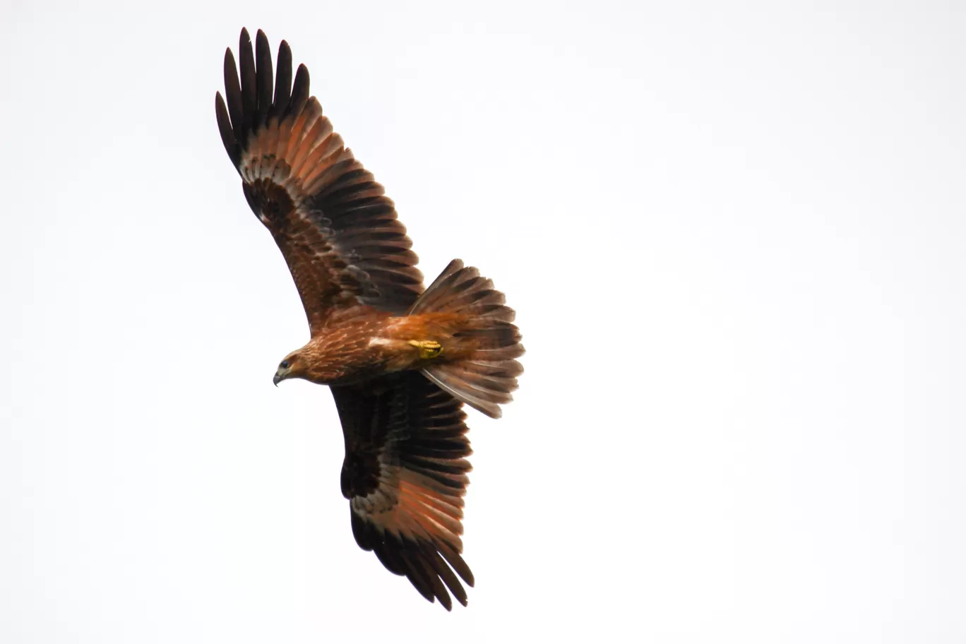 Photo of Parambikulam Tiger Reserve Private Tourism By Rajmohan R