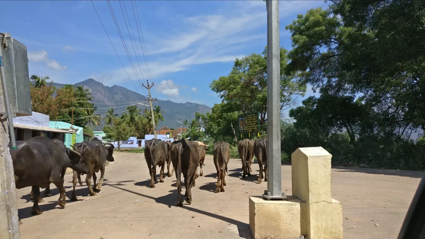 Photo of Kalakkad By Edwin Vimal