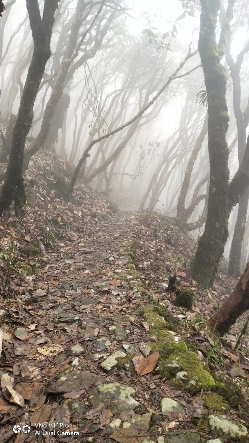 Photo of Sandakhphu By Kumaril Shivam