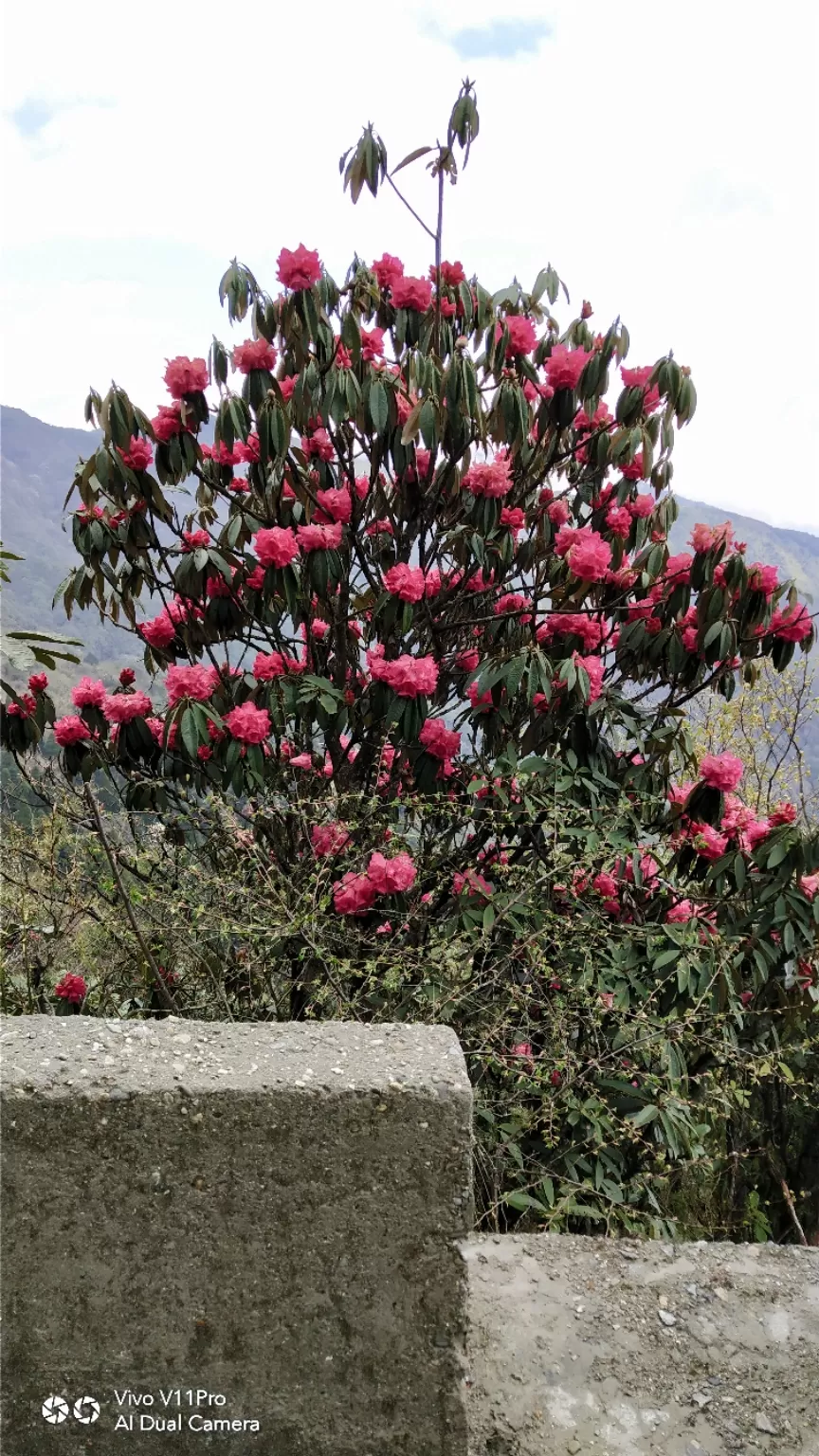 Photo of Sandakhphu By Kumaril Shivam