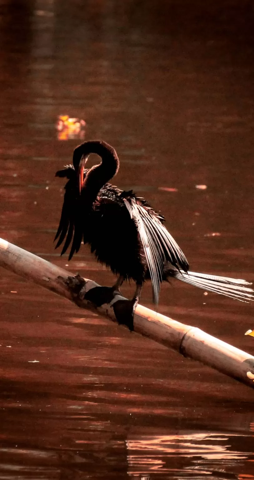 Photo of Alappuzha By Karthik Chelladurai