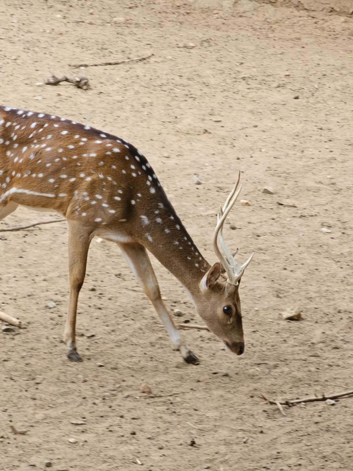 Photo of Mysore Zoo By Abhishek Rana