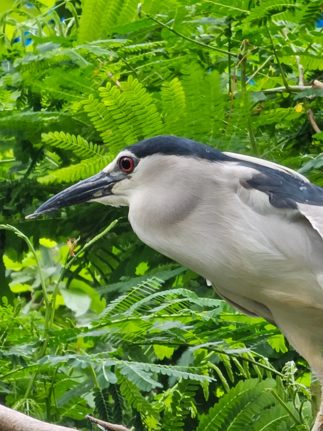 Photo of Mysore Zoo By Abhishek Rana