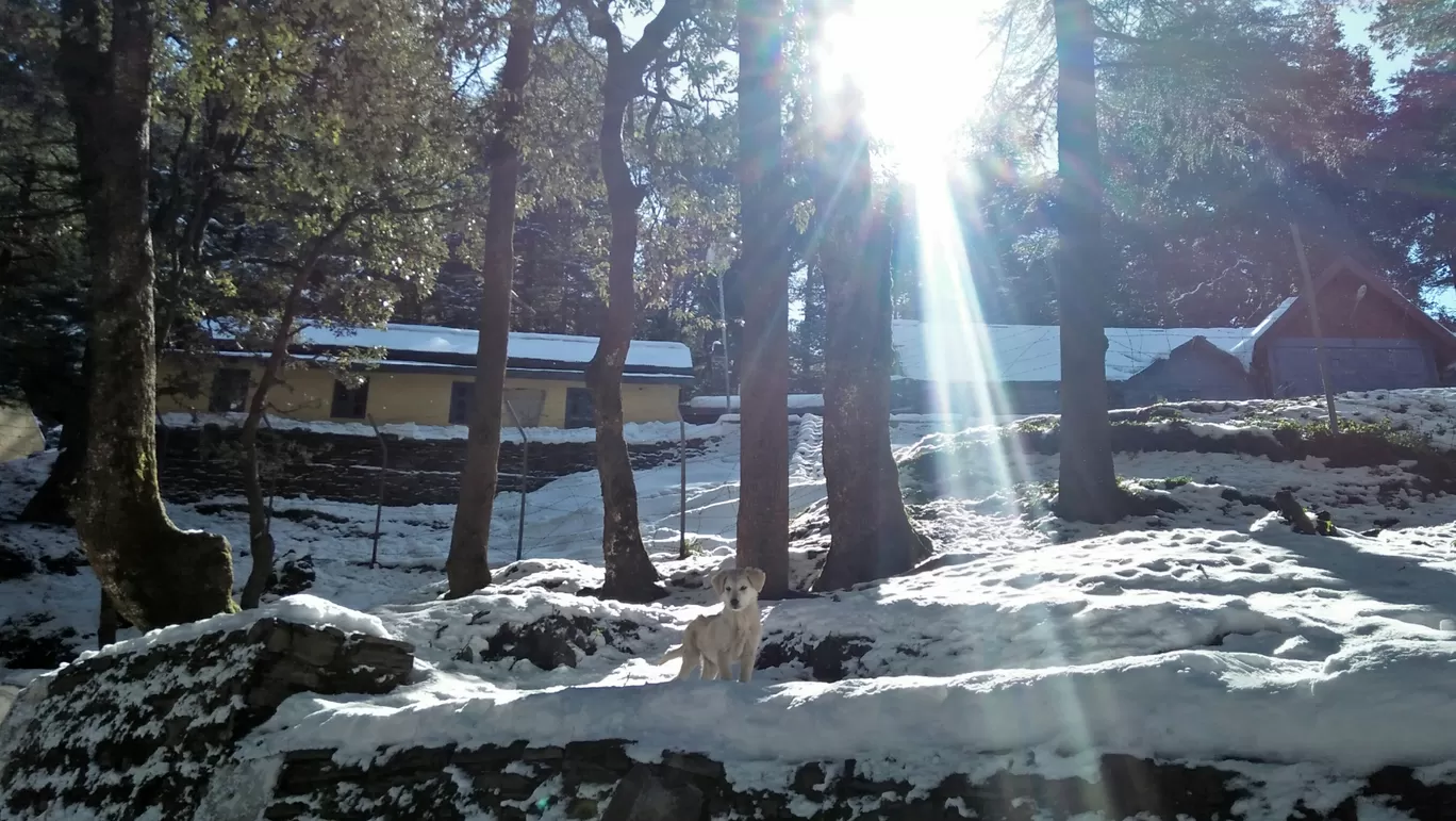 Photo of Chail By Deepak Panwar