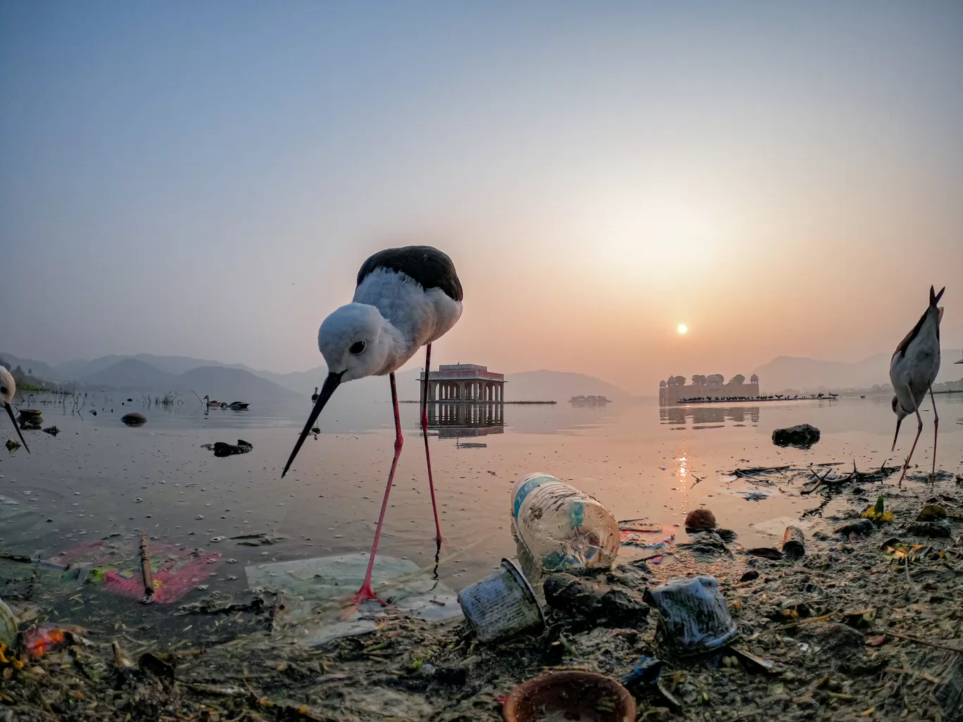 Photo of Jal Mahal By Rishi Vyas