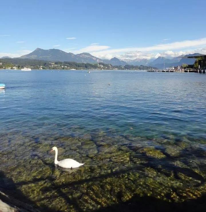 Photo of Lucerne By Reena Pereira