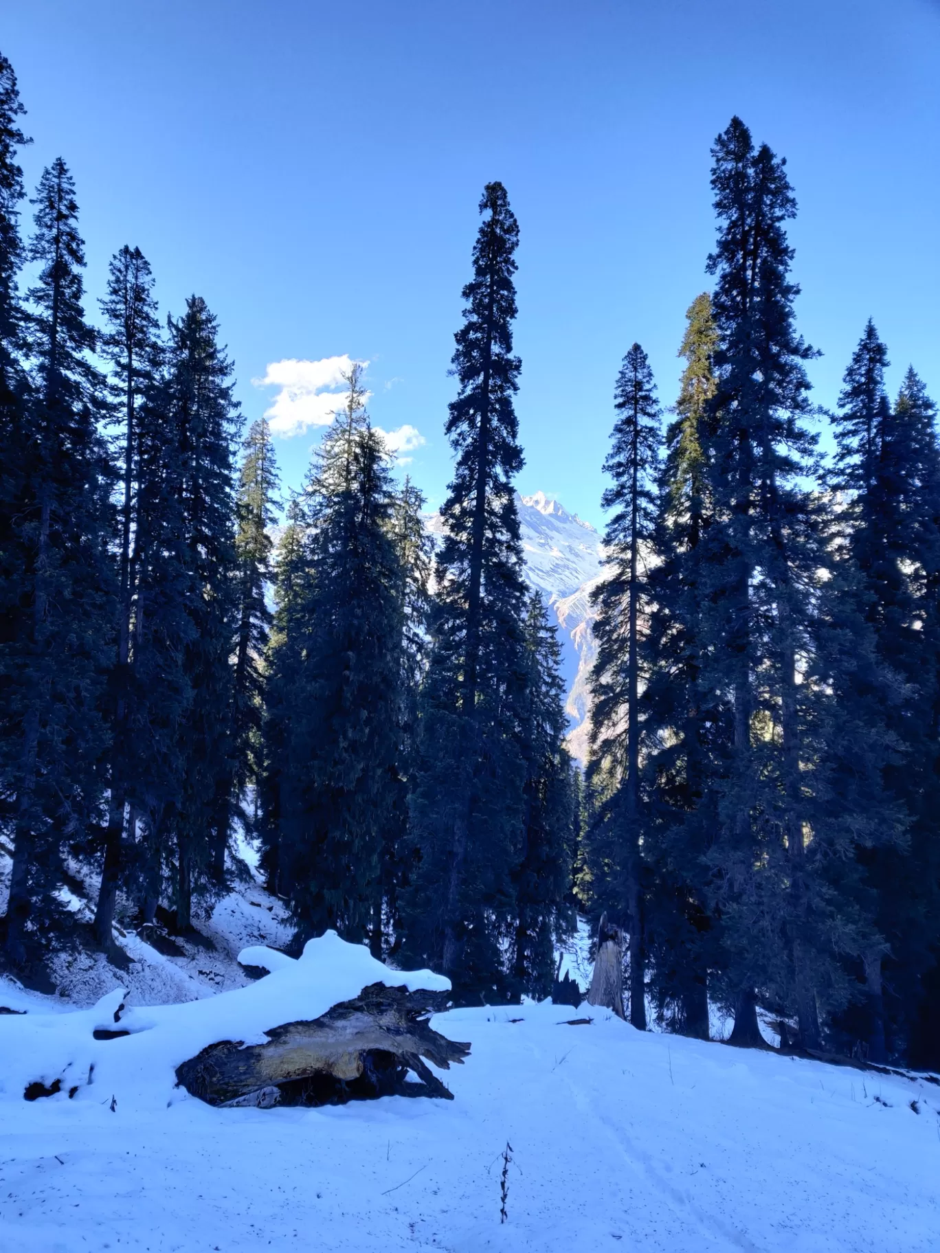 Photo of BUNBUNI By Ias Mounika