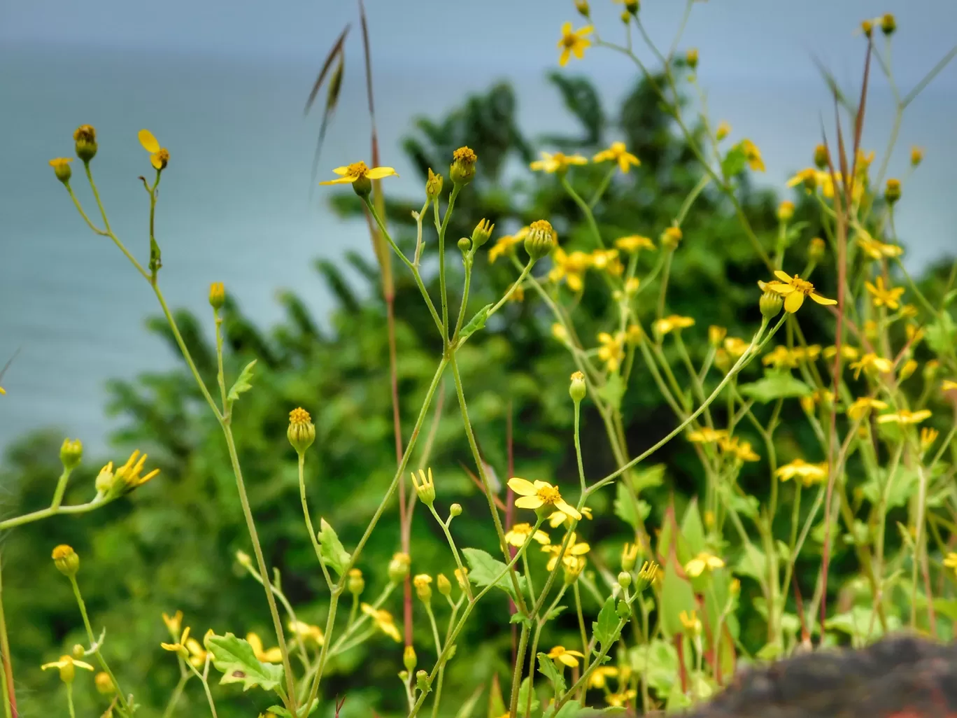 Photo of Aguada Fort By Pradipkumar Ahire