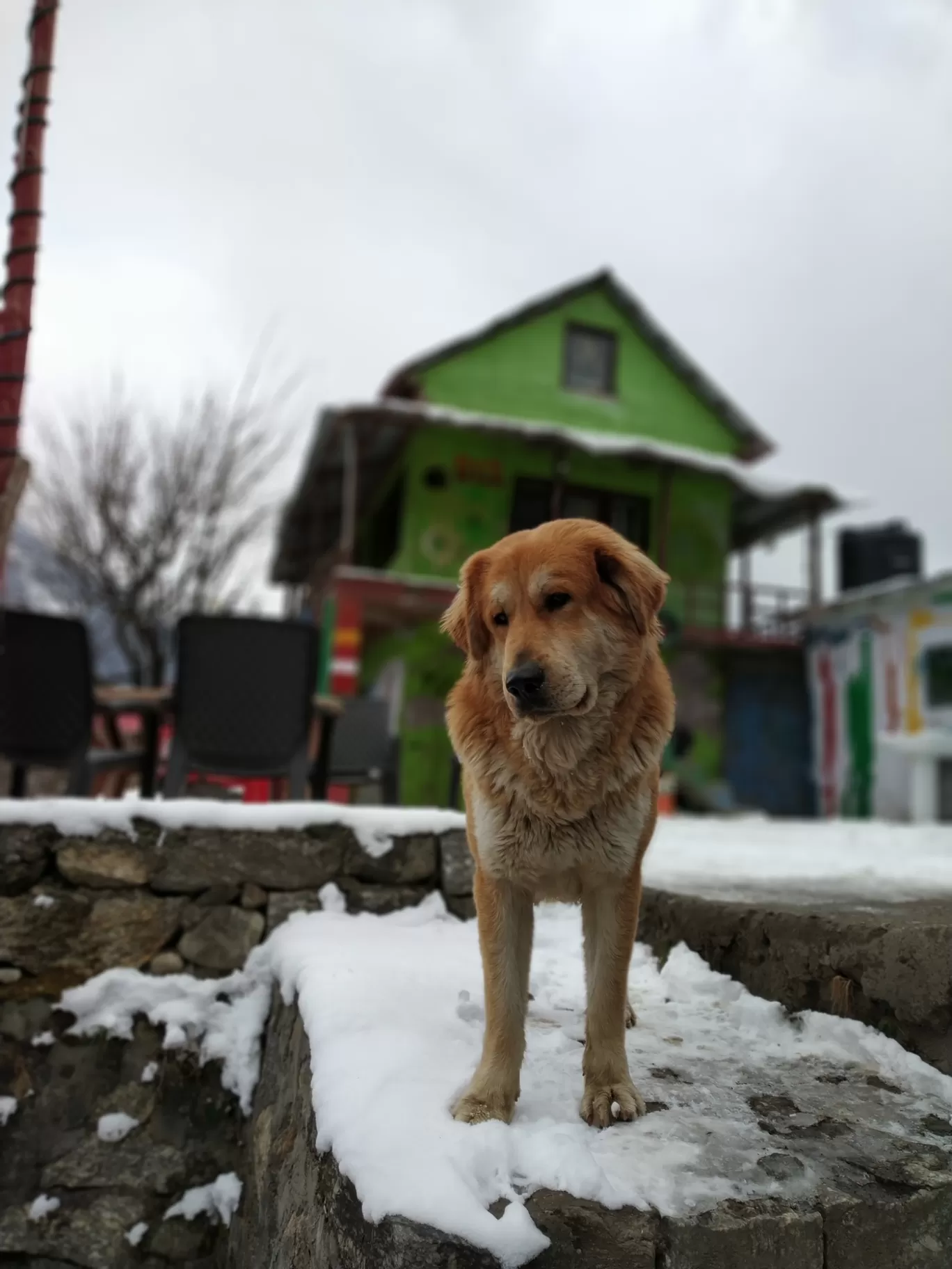 Photo of Tosh By Pranav Singh
