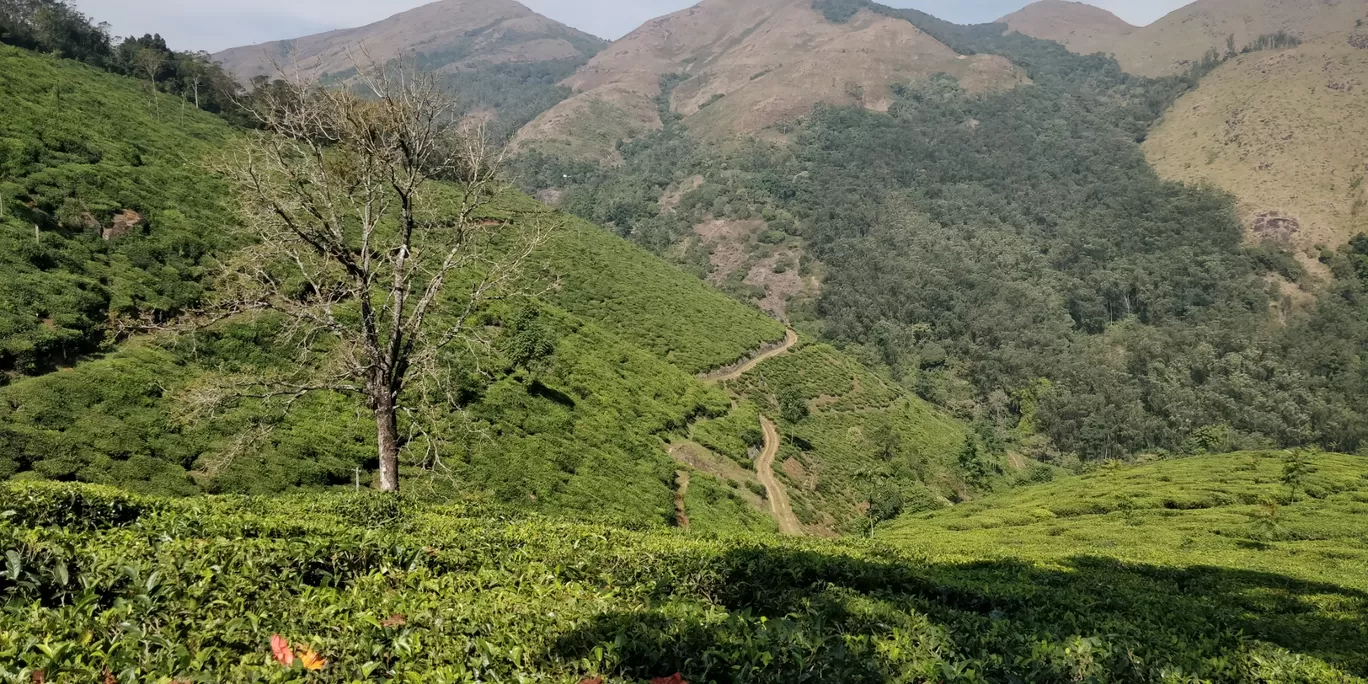 Photo of Woodlands Tea Estate By Ananth Nair