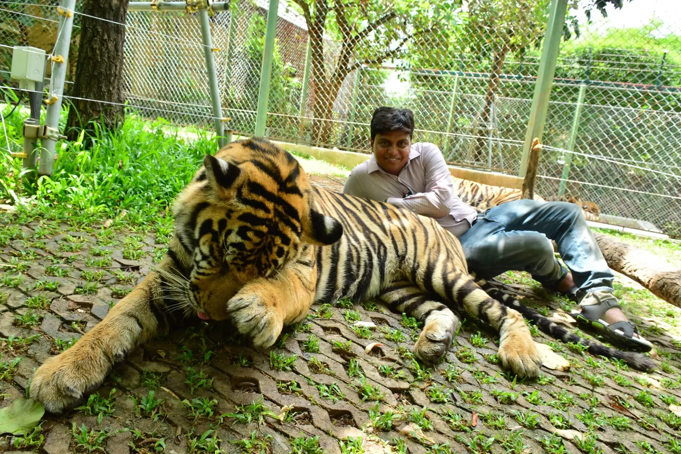 Photo of Tiger Kingdom - Phuket By Ashish Gupta