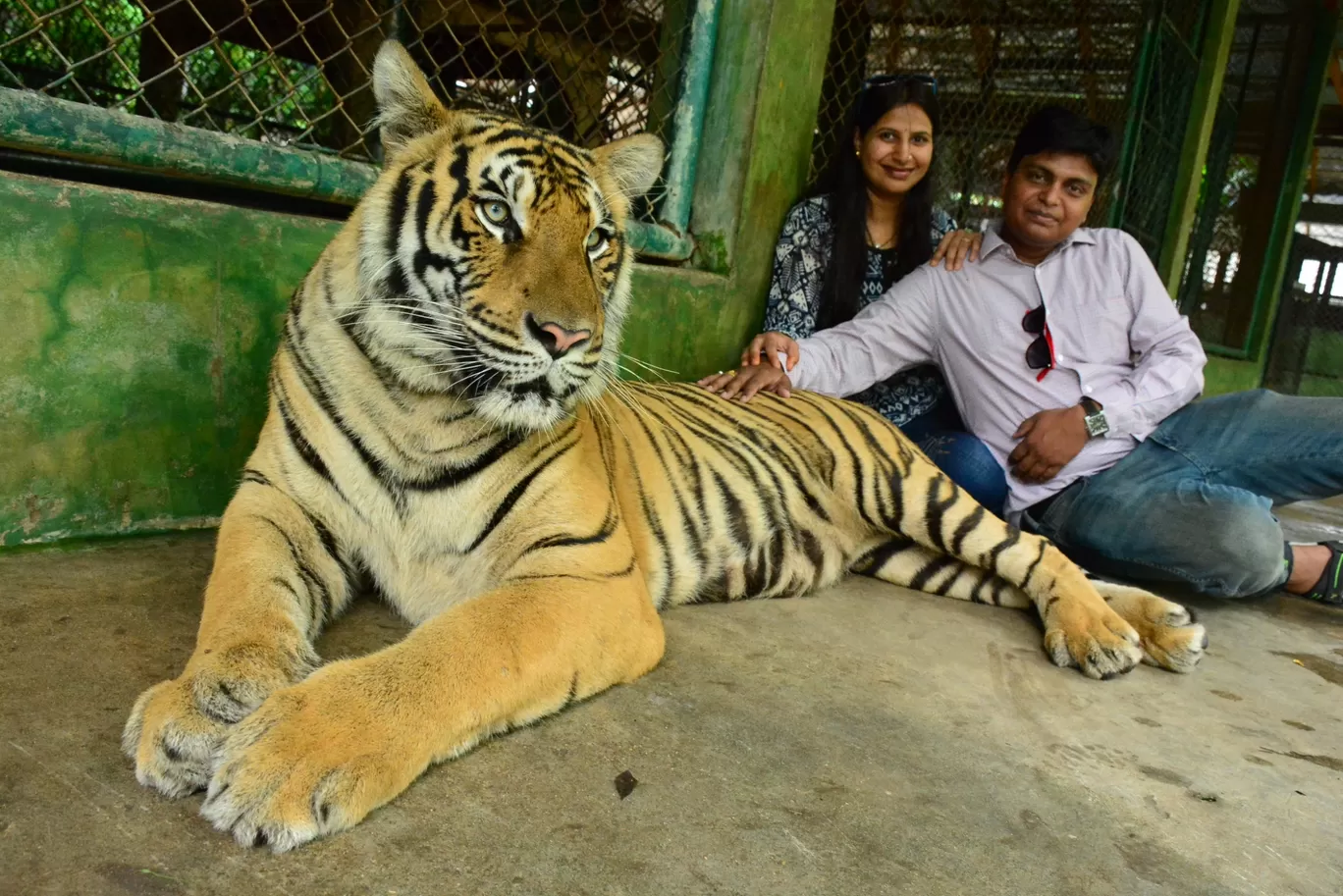 Photo of Tiger Kingdom - Phuket By Ashish Gupta