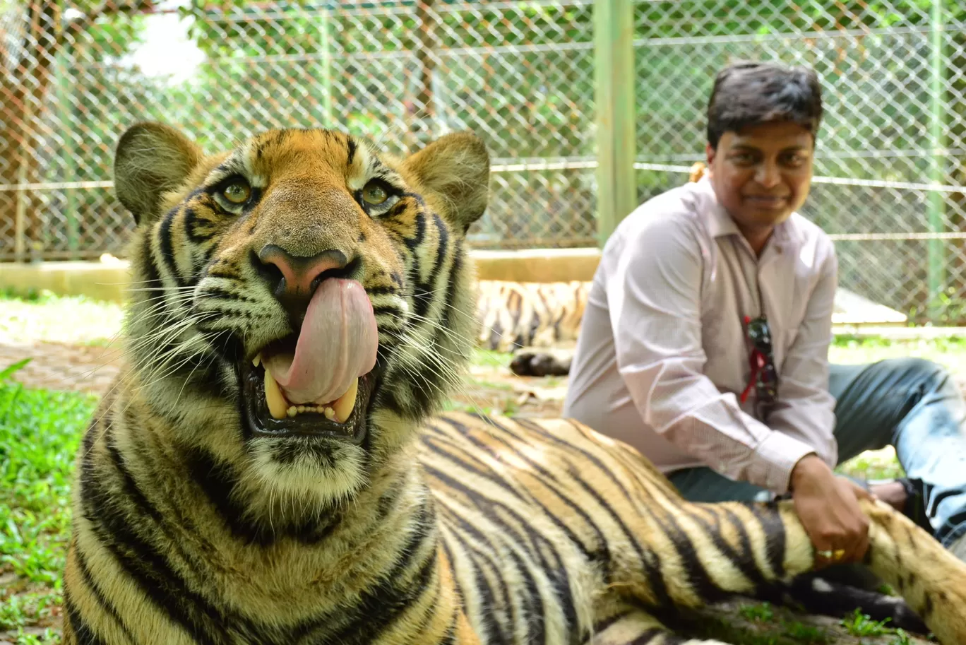 Photo of Tiger Kingdom - Phuket By Ashish Gupta