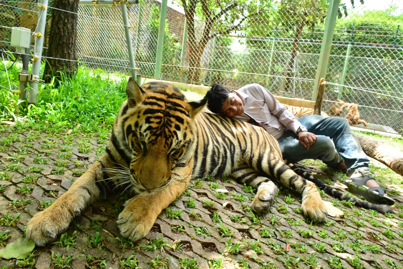 Photo of Tiger Kingdom - Phuket By Ashish Gupta