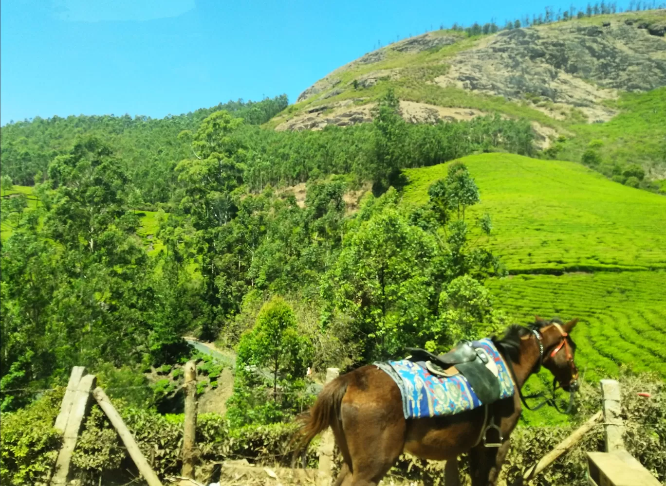 Photo of Munnar Hill Station By poojac03