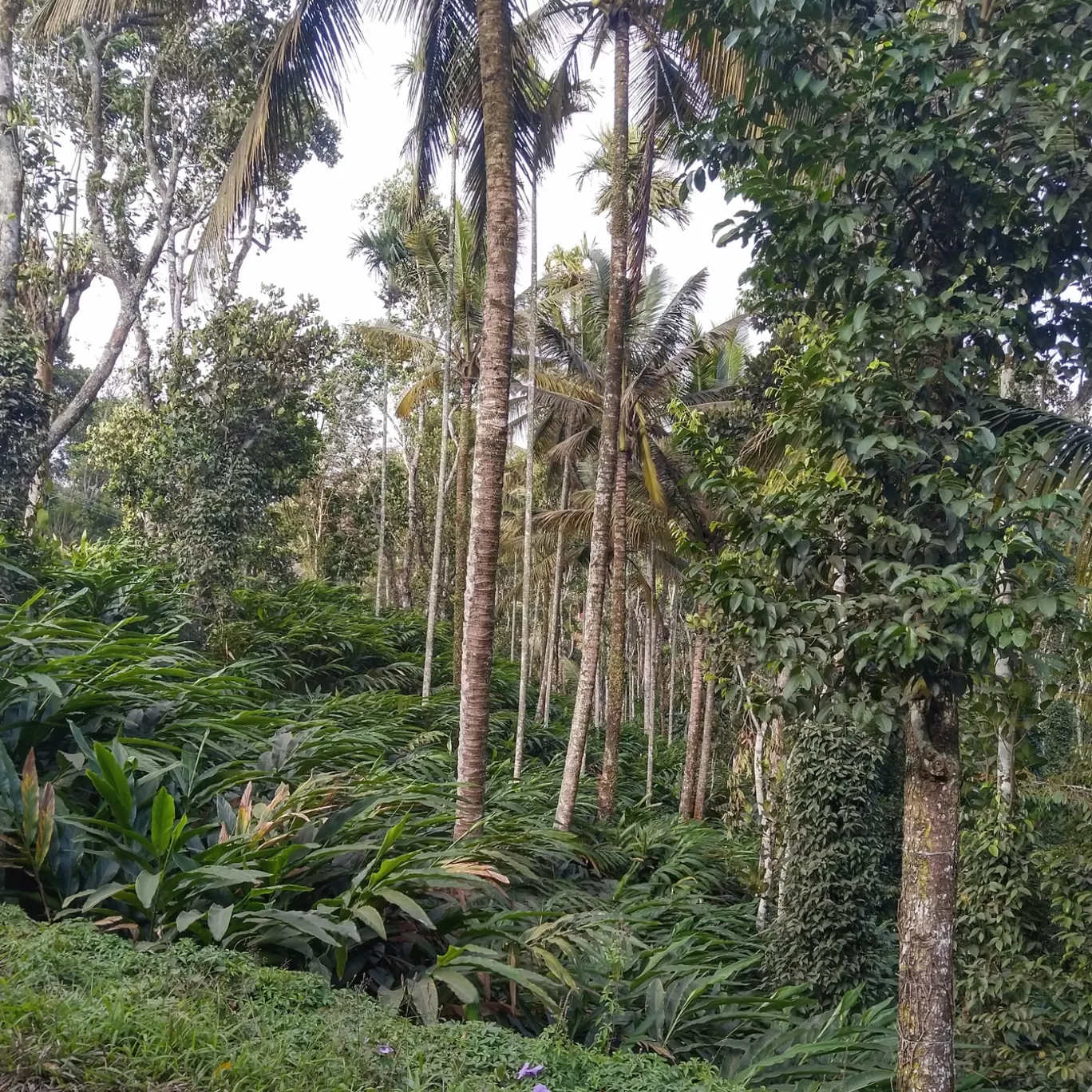 Photo of Kerala By poojac03