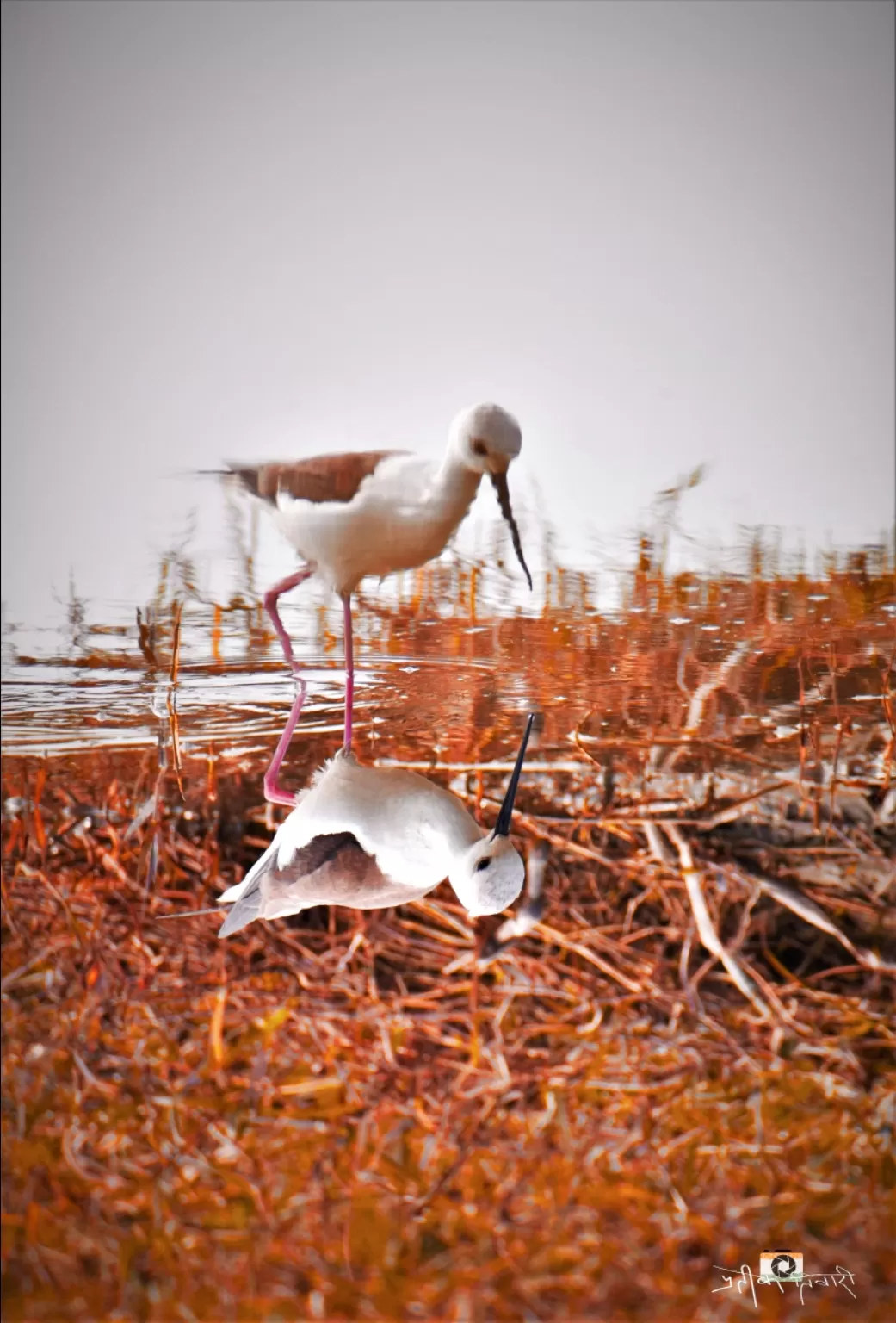 Photo of Dhanauri Wetlands By Prateek Tiwari