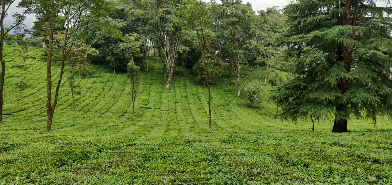 Photo of Palampur By AJAY