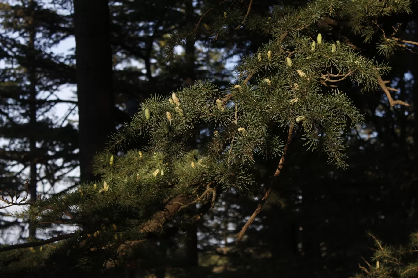 Photo of Shimla By Aravind rackad