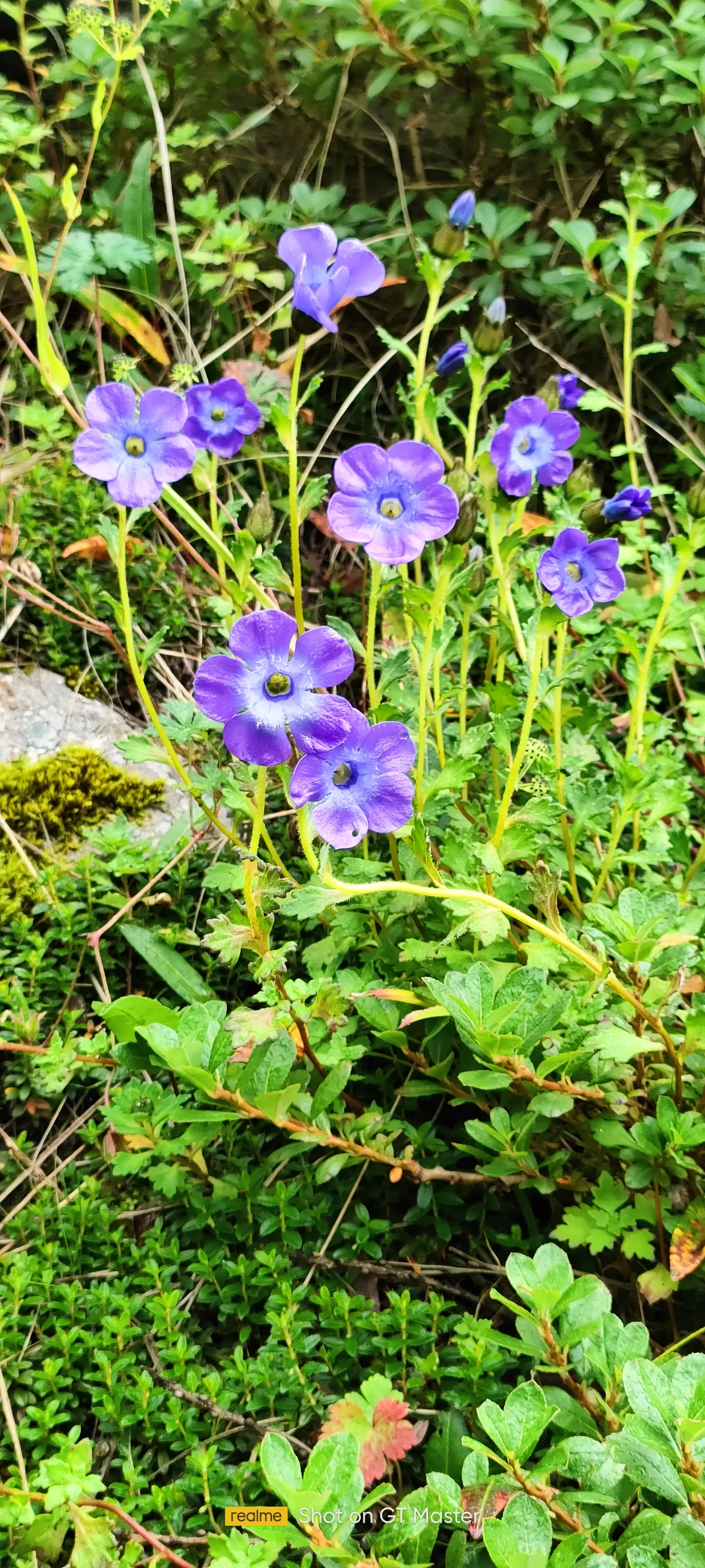 Photo of Valley of Flowers National Park By Jasleen Thukral