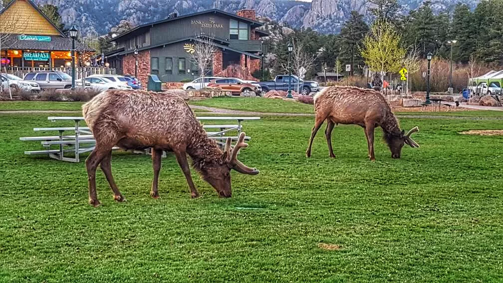 Photo of Estes Park By The Wayfarerz