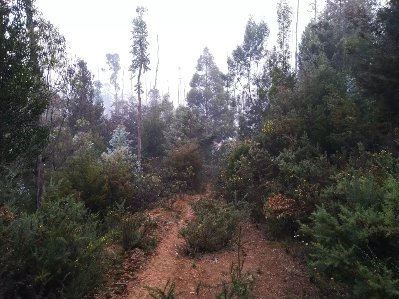 Photo of Coonoor By Kunal Mehta