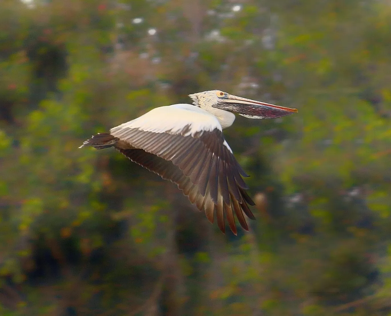 Photo of Ranganathittu Bird Sanctuary By Prema reddy