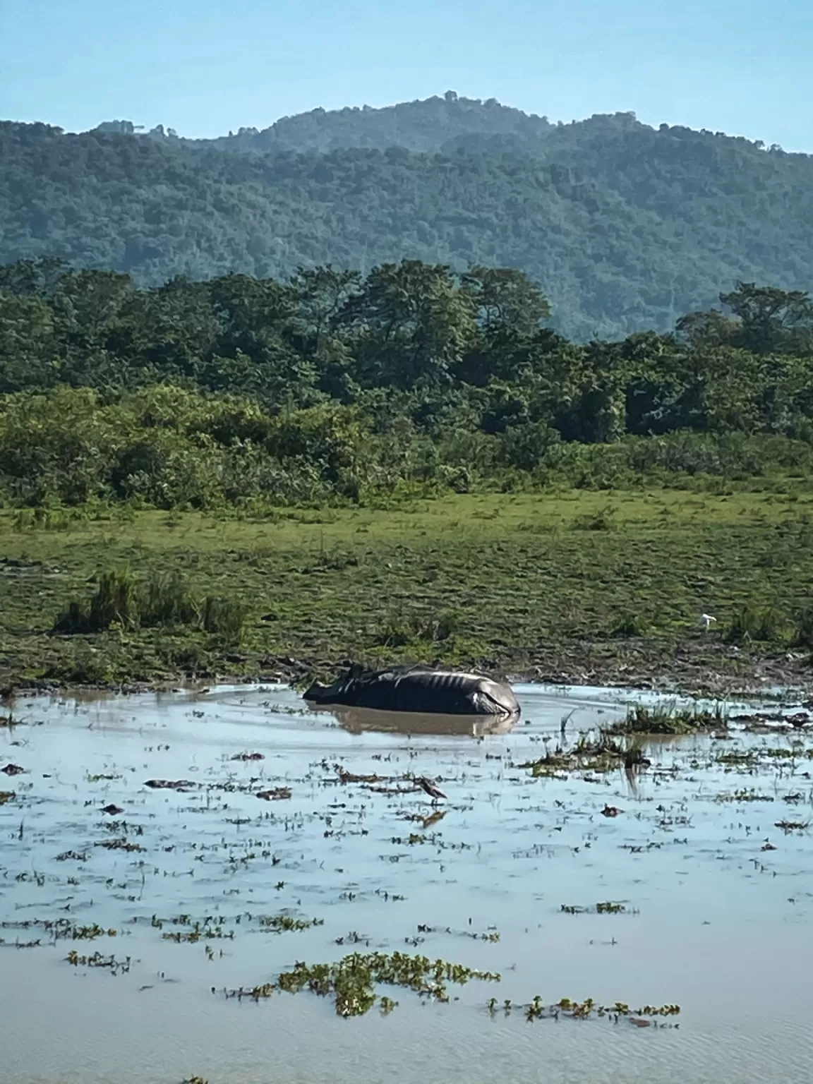 Photo of Kaziranga National Park By Mridusmita Barman