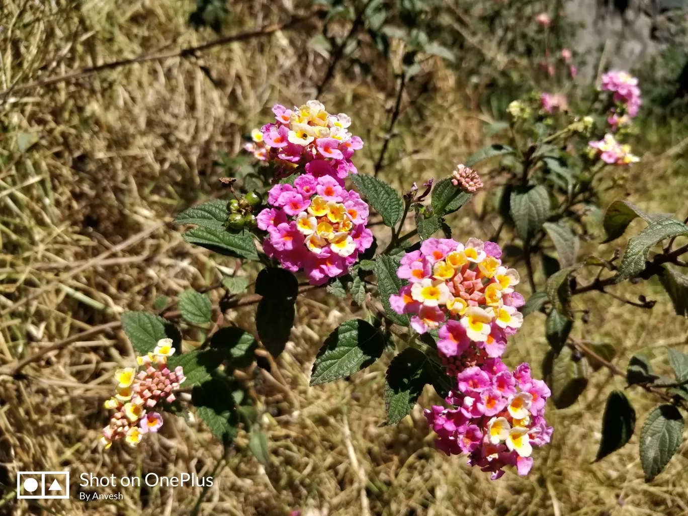 Photo of Kodaikanal By anvesh chinta