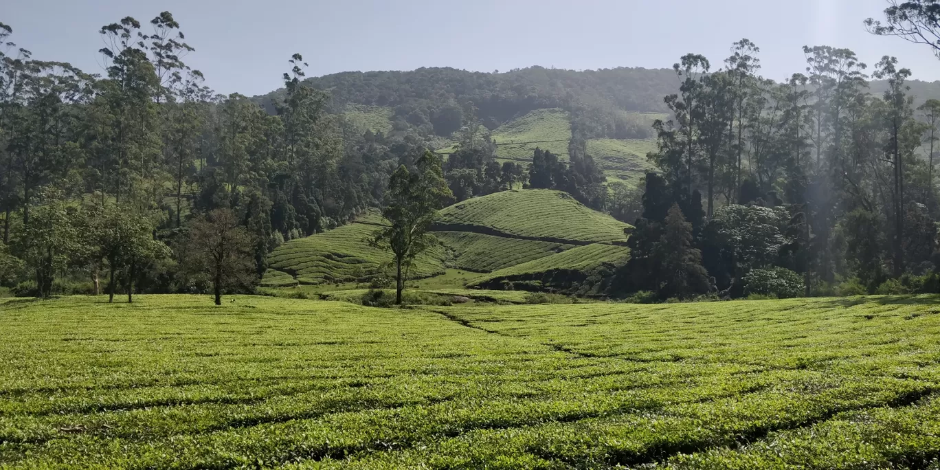 Photo of Megamalai Forest By JayaMani R