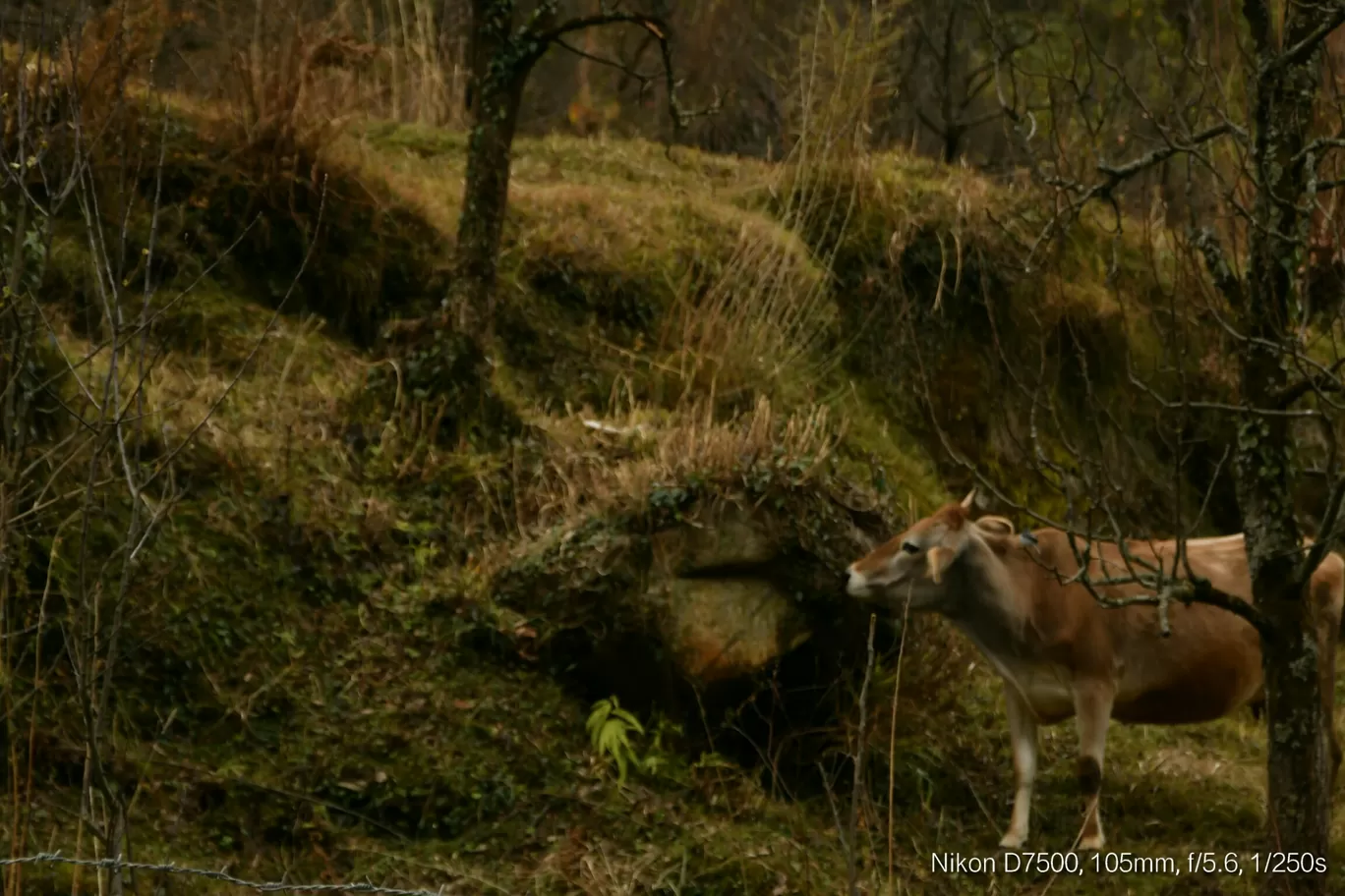 Photo of Kasol By Sree Raj