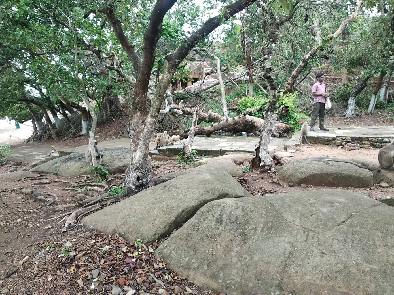 Photo of Udaygiri and Khandagiri Caves By Vikas Rawat