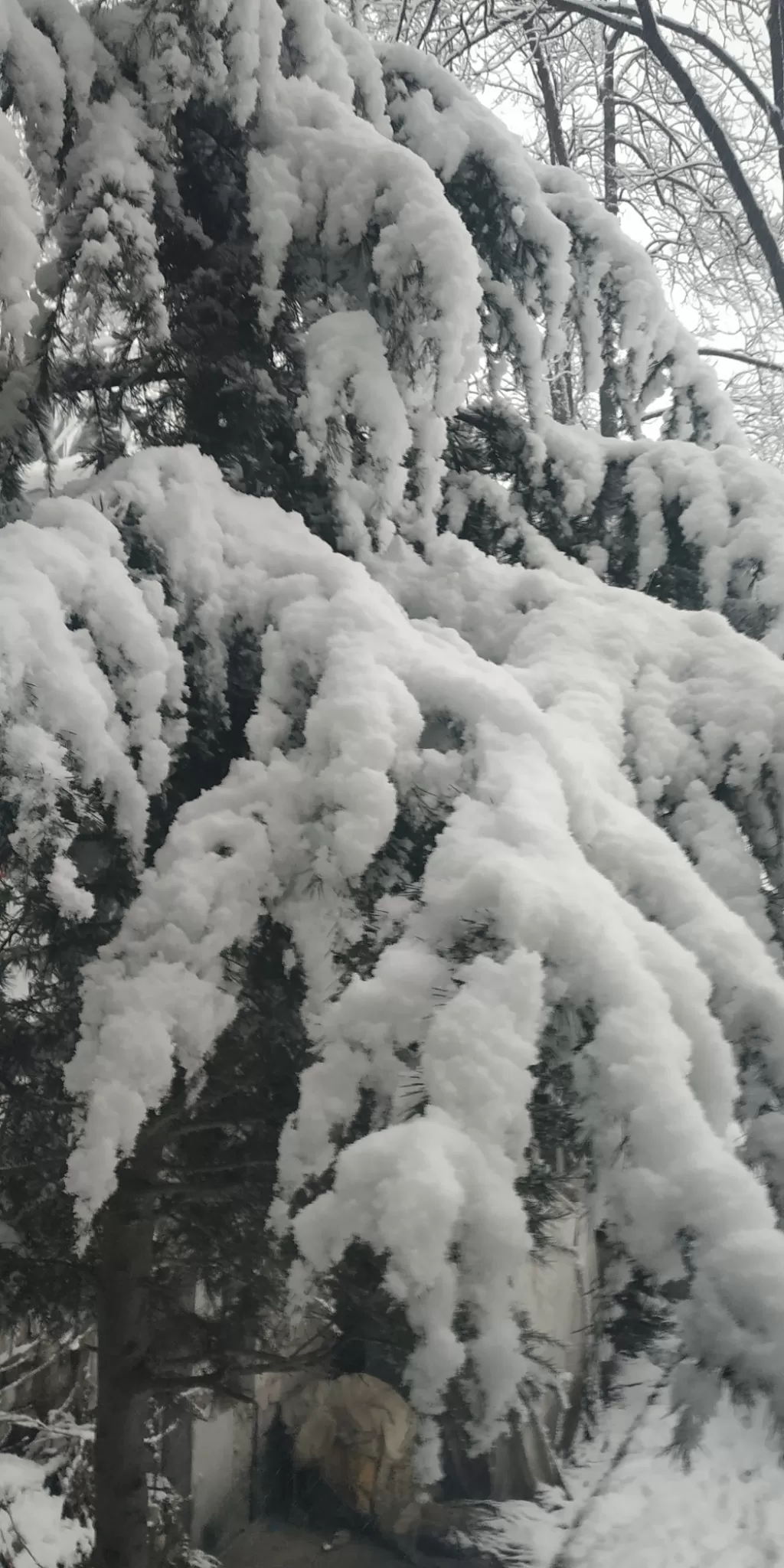 Photo of Manali By Sahil Saini