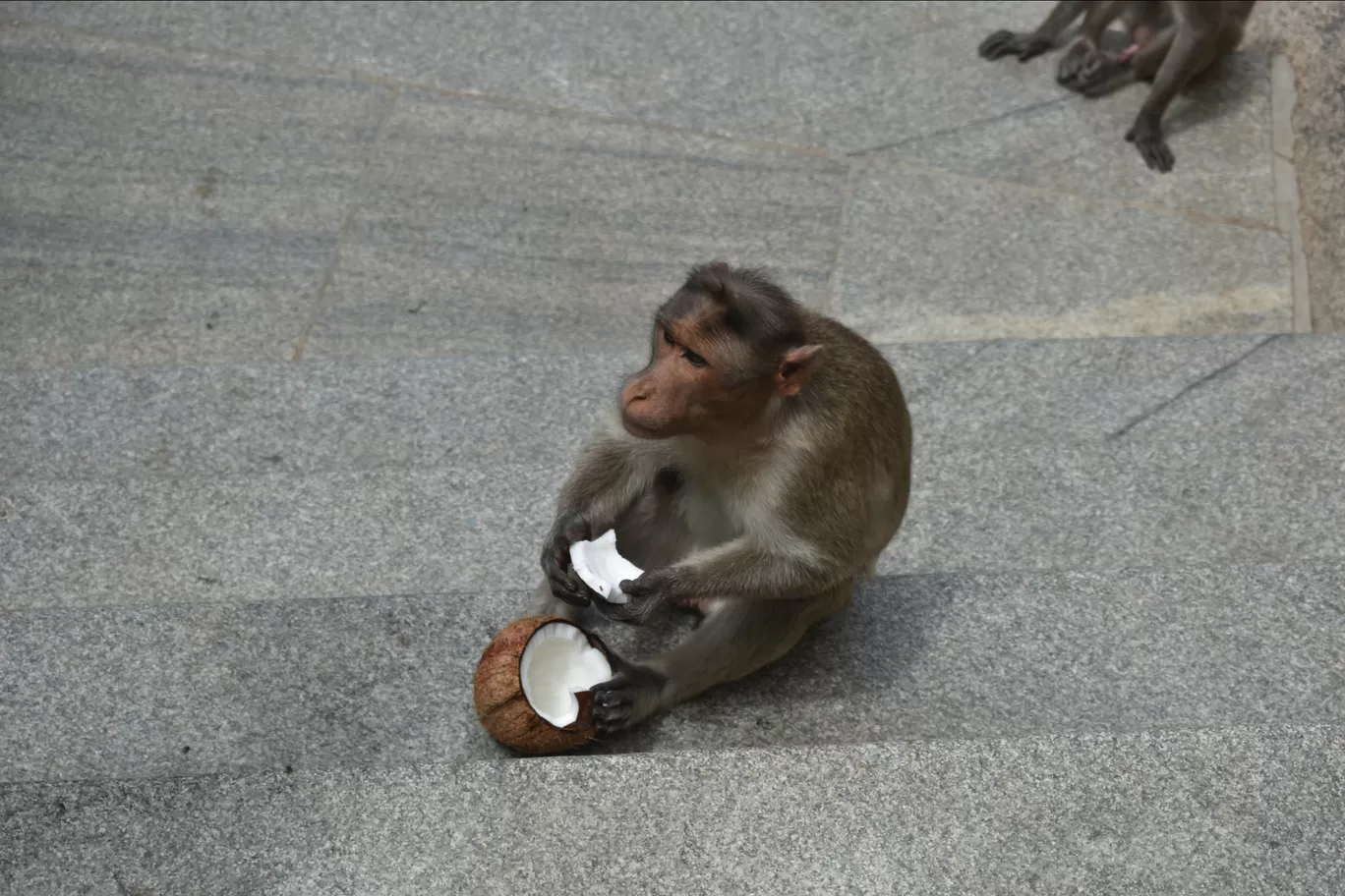 Photo of Devarayanadurga By Shruthi A S