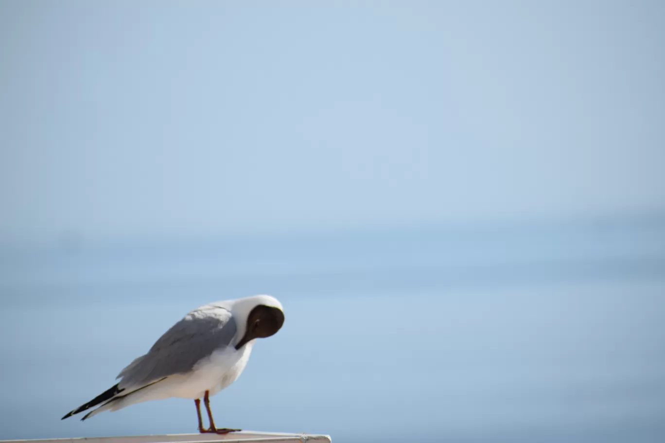Photo of Den Helder By Vaibhav Patil